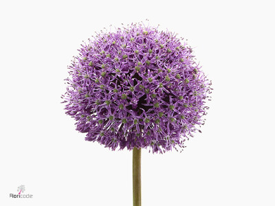 Allium stipitatum 'Glory of Pamir'