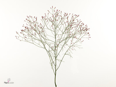 Limonium sinense Fenix Diamond