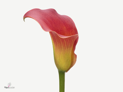 Zantedeschia Merengue