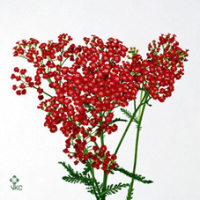 Achillea ' Serenade'