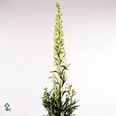 Aconitum 'Schneewittchen'