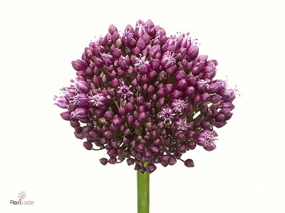 Allium 'My Darling'