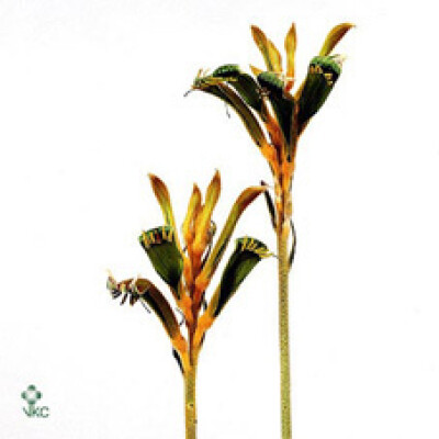 Anigozanthos 'Moon Yellow'