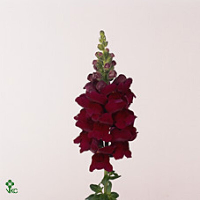 Antirrhinum majus 'Overture Magenta'