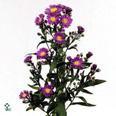 Aster (Novi-belgii Grp) Cha Cha