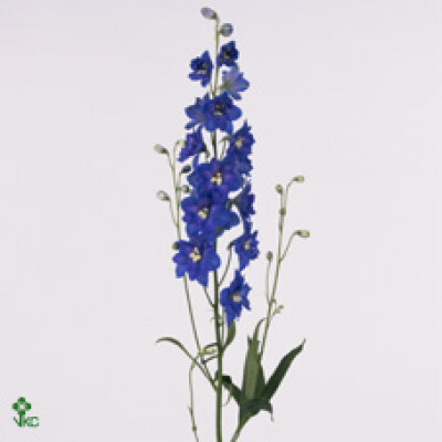 Delphinium dubbelbloemig (Elatum Grp) 'Delphi's Independence'