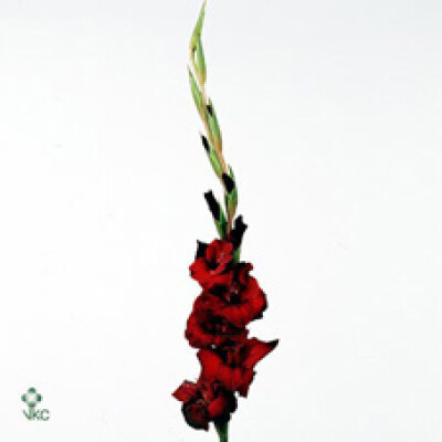 Gladiolus (Large-flowered Grp) 'Sweet Shadow'