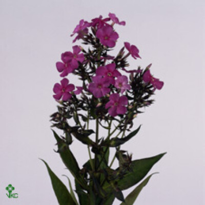 Phlox (Paniculata Grp) Miss Delilah