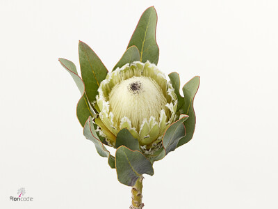 Protea magnifica 'Polar Princess'