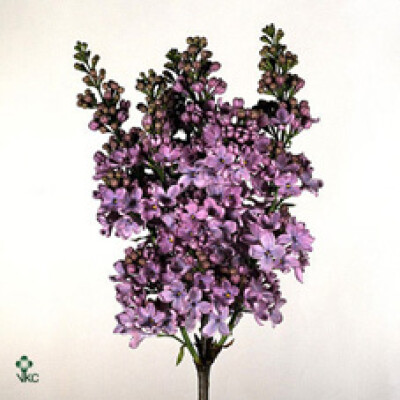Syringa vulgaris 'Herman Eilers'