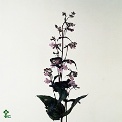 Penstemon digitalis 'Joke'