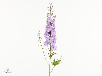 Delphinium dubbelbloemig (Elatum Grp) Amor Dutch Beauty