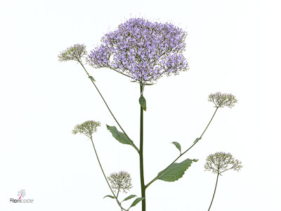 Trachelium caeruleum Corine Blue