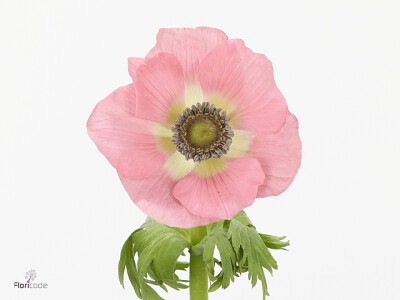 Anemone coronaria 'Carmel Barbi'