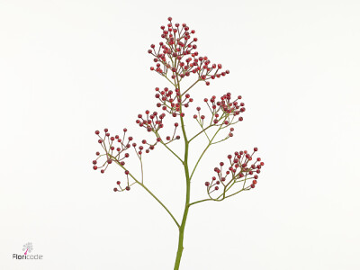 Rosa 'Donkhorst Beauty'