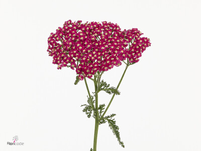 Achillea 'Neonglow Ember'