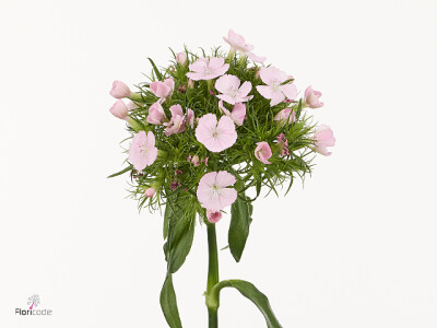 Dianthus barbatus Noble Breanthus