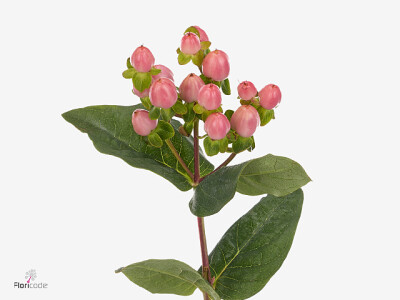 Hypericum x inodorum Magical Candy