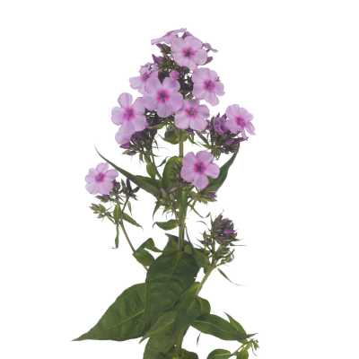 Phlox (Paniculata Grp)  B-Eyes Violet Eyes