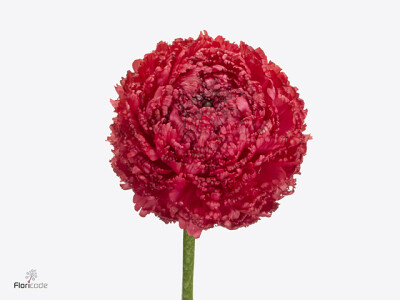 Ranunculus asiaticus Poodle Chaouen II