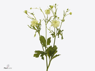 Ranunculus Natura Moderna Galaxy