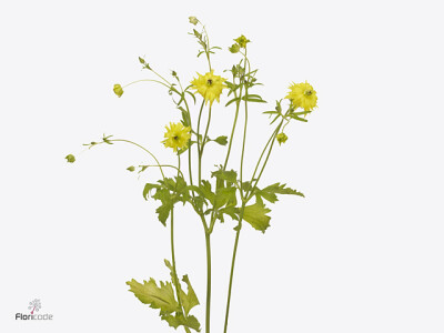 Ranunculus Natura Moderna Sunny