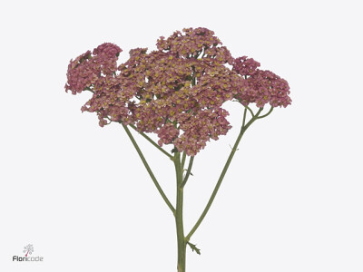 Achillea 'Sassy Summer Taffy'