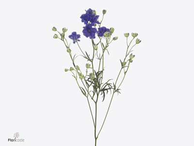 Delphinium grandiflorum 'Bijou Aquamarine'