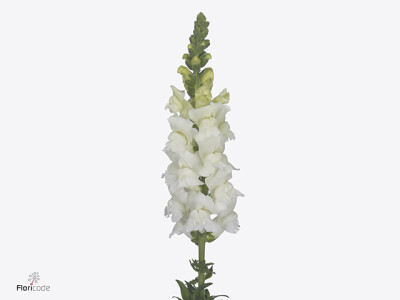 Antirrhinum majus Toulon White