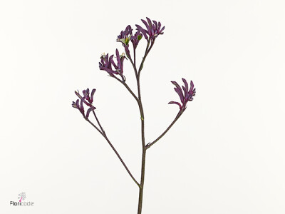 Anigozanthos Bush Merlot