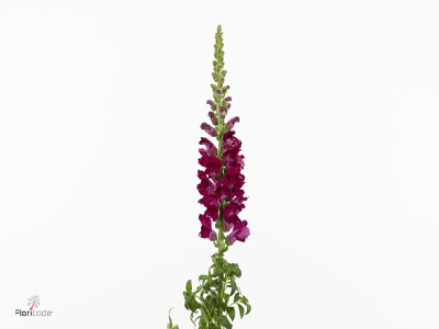 Antirrhinum majus 'Toulon Deep Purple'