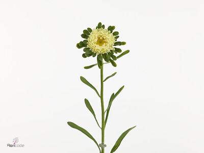 Callistephus chinensis 'Yara Lemon'