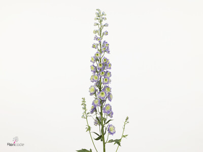 Delphinium (Elatum Grp) Diva Green