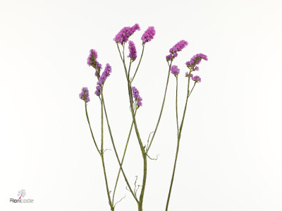 Limonium sinuatum 'Suai Rose'