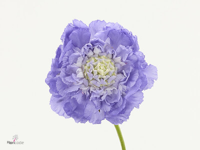 Scabiosa caucasica SkyRocket