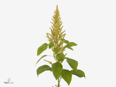 Amaranthus cruentus DICK W JUPITER