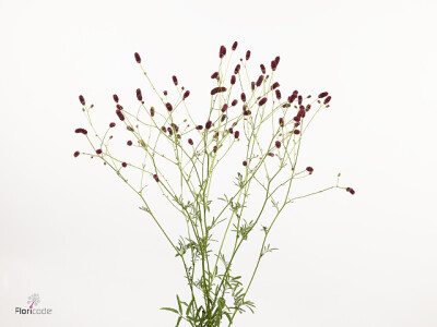 Sanguisorba officinalis 'Nova Star'