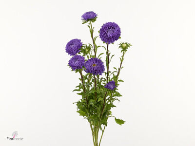 Callistephus chinensis 'Titan Purple'